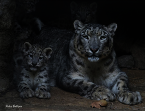 Courtesy of WISN Partner Snow Leopard Conservancy