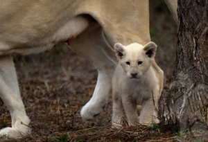 One of the newest cubs