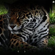 Jaguar