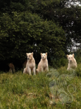 Three new cubs on white lion territories