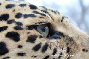 Male jaguar at Yaguar Xoo