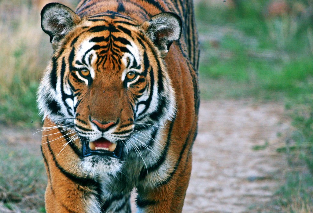 One of only 3200 Tigers remaining in the wild. . .