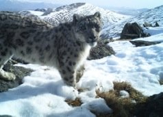 One of only 4500-7000 snow leopards remaining