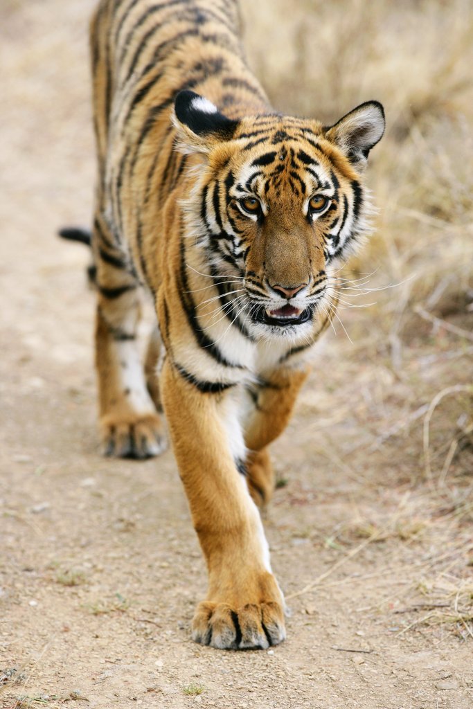 Big Cat Conservation: A Global Alliance