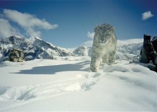 Big Cat Conservation: A Global Alliance