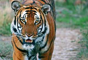 One of only 3200 Tigers remaining in the wild. . .