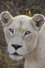 White Lioness