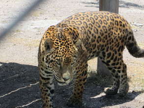 Critically endangered Mexican Jaguar