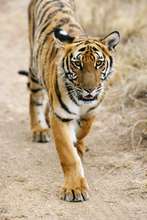 Very rare South China tiger