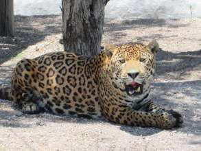 Mexican jaguar resting