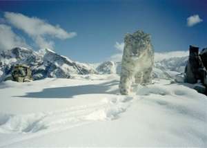 A snow leopard in the wild