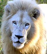 1 of only 5 known male white lions in the wild