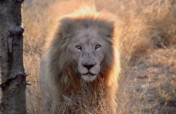 Big Cat Conservation: A Global Alliance