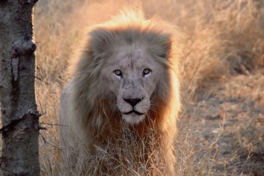 Big Cat Conservation: A Global Alliance