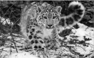 Snow leopard in the wild