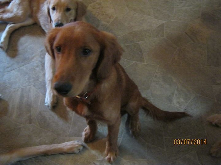 Seizure-Response Dog for Damien