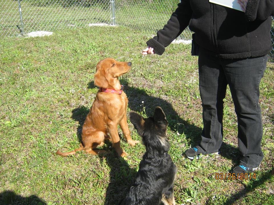 Seizure-Response Dog for Damien