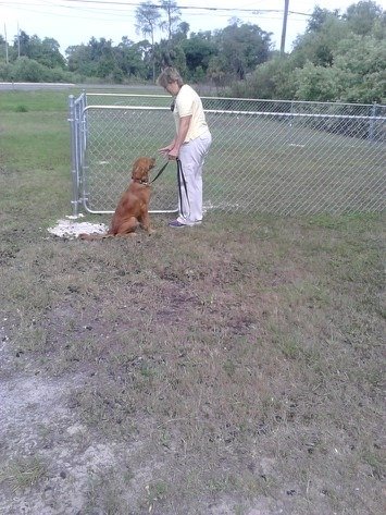 Seizure-Response Dog for Damien