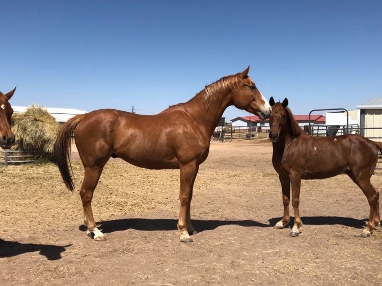 Meeting new friends at the trainer's barn