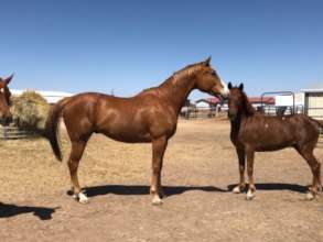 Meeting new friends at the trainer's barn
