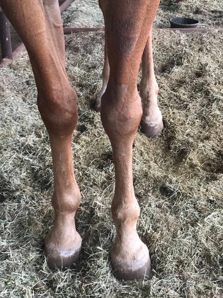 Knee is looking good!