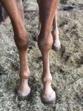 Knee is looking good!