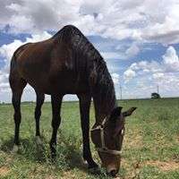 Ocho Grazing