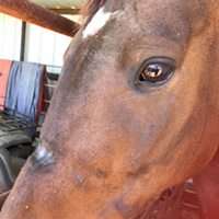 Indentation from the tight halter