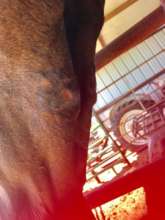 Open wound from halter
