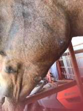 Sores from halter
