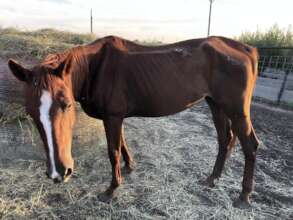 Malnourished Mare