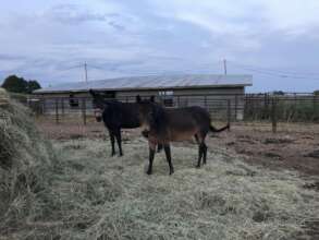 Semi-healthy Mules