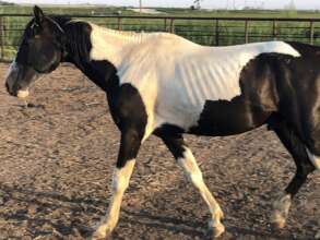 Paint Stud Horse