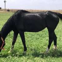 Looking Better and Loving Grazing