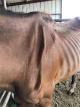 Nerve damage on shoulder and loss of muscle