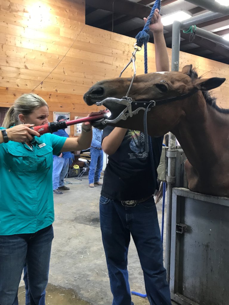 Getting her teeth "floated"