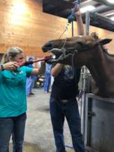 Getting her teeth "floated"