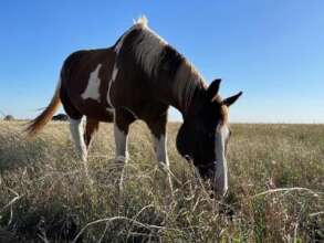Grazing is his favorite activity