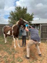 Getting a good dental exam