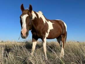 Rusty the Beautiful Paint Horse