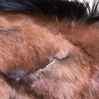 The wound is healing very nicely
