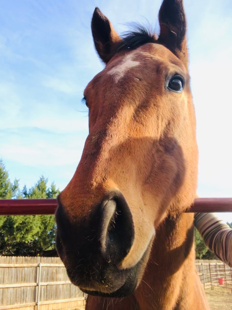 Gentle eyes and kind spirit
