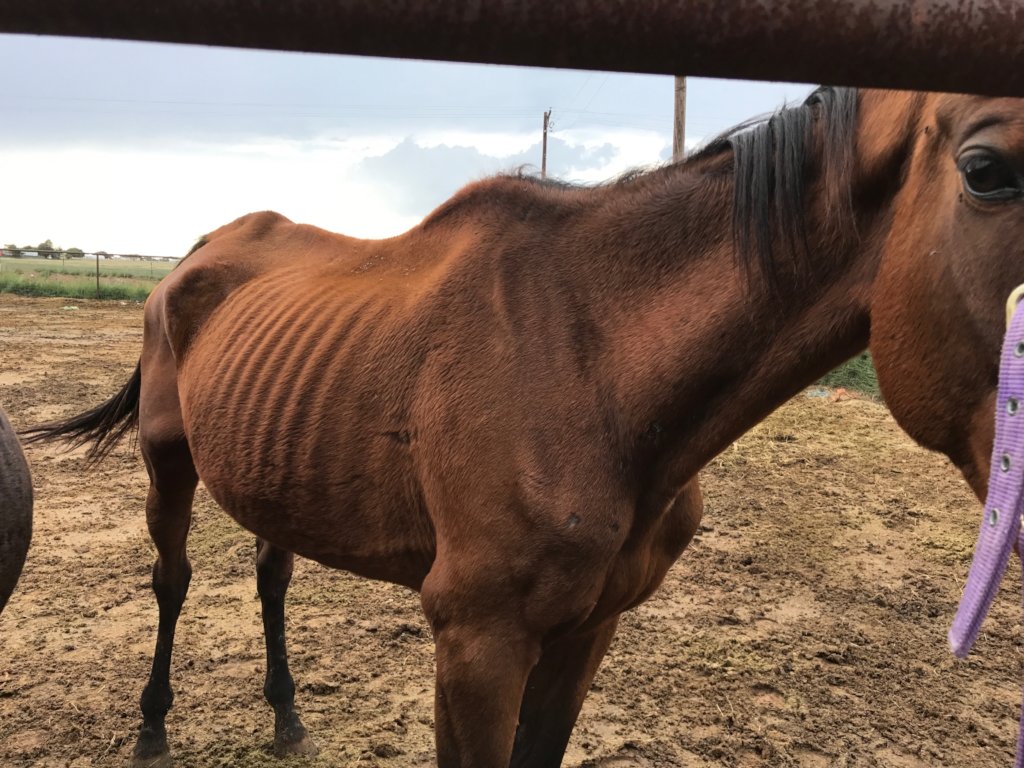 Reports On Provide Quality Care For Rescued Horses In Texas