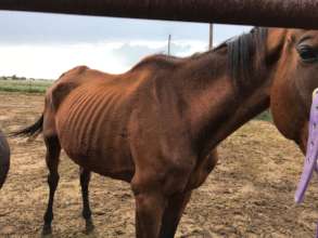 Divine's poor body condition upon arrival