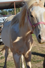 Gracie