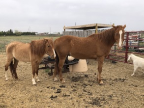 Fire (Nugget) and Ice before coming to Easy R