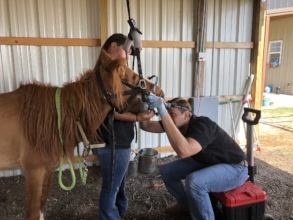 Visit from the dentist