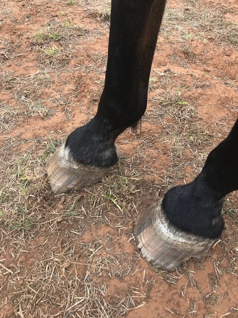 Feet prior to the farrier visit