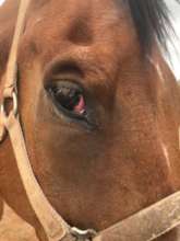 Limited eyesight in damaged eye