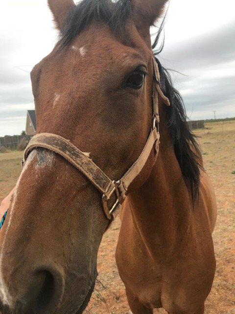 Meet Dakota